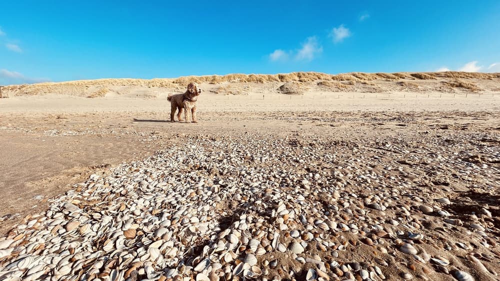 Camping Sint Maartens Zee — Sint Maartenszee, foto 1